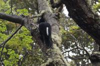 weiblicher Carpintero 