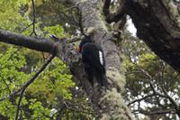 weiblicher Carpintero 