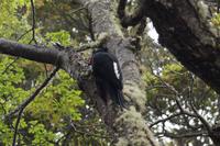 weiblicher Carpintero 