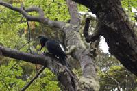 weiblicher Carpintero 