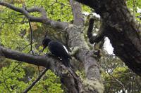 weiblicher Carpintero 