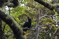 weiblicher Carpintero 