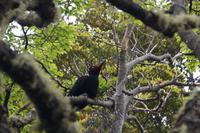 weiblicher Carpintero 