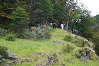 Pferde im Nationalpark