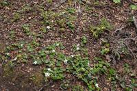 feuerländische Erdbeeren