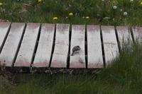 Vogel schlägt Wurm tot (Serie)