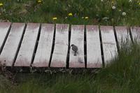 Vogel schlägt Wurm tot (Serie)