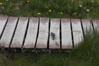 Vogel schlägt Wurm tot (Serie)