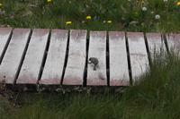 Vogel schlägt Wurm tot (Serie)