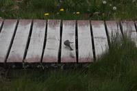 Vogel schlägt Wurm tot (Serie)