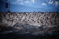 Kormorane und Möwen 