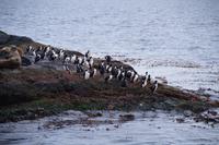 Seelöwen und Kormorane, Beagle Canal 