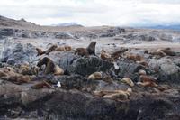 Zwei Seelöwenharems 