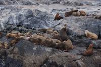 Seelöwen, Beagle Canal 