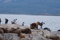 da hüpft der Kormoran