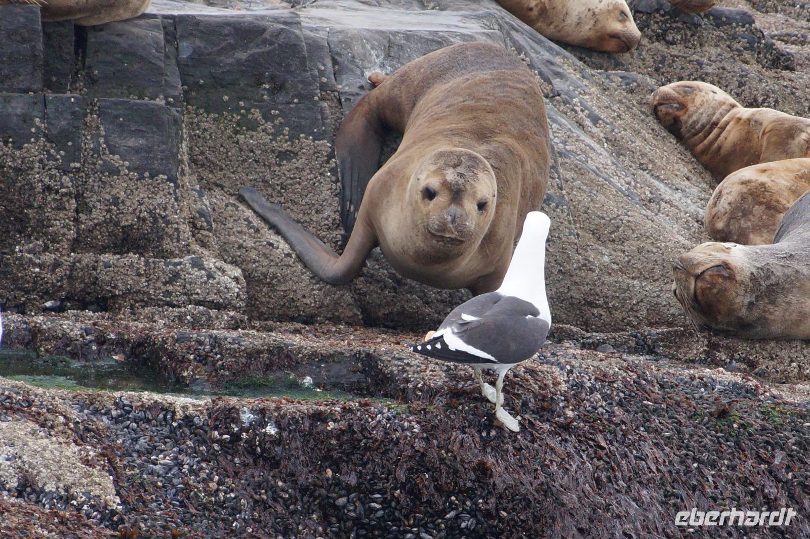 Konflikt zwischen Seelöwen und Möwe 