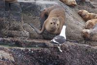 Konflikt zwischen Seelöwen und Möwe 