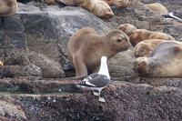 Seelöwe und Möwe im Konflikt 