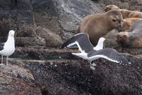 Seelöwe und Möwe im Konflikt 