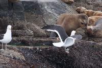 Seelöwe und Möwe im Konflikt 