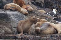 Die Möwe hat ihren Seestern vergessen 