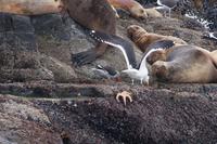 Kurzzeitig ist der Seestern uninteressant