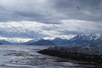 Hitchcock, Die Vögel, mit Seeschwalben 