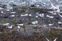 Allmählich beruhigen sich die Seeschwalben wieder