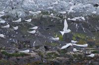 Allmählich beruhigen sich die Seeschwalben wieder