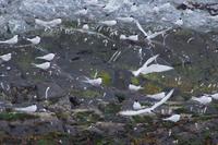 Allmählich beruhigen sich die Seeschwalben wieder