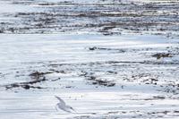 Seeschwalbe mit Fisch im Maul