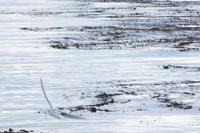 Seeschwalbe mit Fisch im Maul