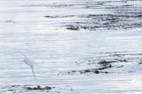 Seeschwalbe mit Fisch im Maul