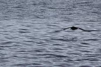 Der Sturmvogel (Petrell) fliegt dicht über der Wasseroberfläche 