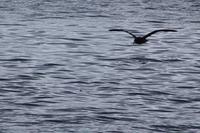 Der Sturmvogel (Petrell) fliegt dicht über der Wasseroberfläche 