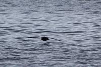 Der Sturmvogel (Petrell) fliegt dicht über der Wasseroberfläche 