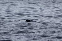 Der Sturmvogel (Petrell) fliegt dicht über der Wasseroberfläche 