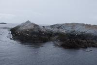 In der Mitte des Felsens liegt (schwer zu sehen) auch ein Seeelefant