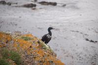 Kormoran beobachtet skeptisch unsere Kletterpartie 