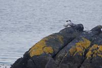 Seeschwalbenpärchen 