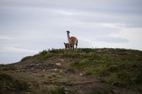 Säugendes Guanaco