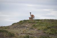 Säugendes Guanaco