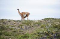 Säugendes Guanaco