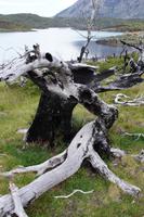 Verbrannter Baum vor Nordenskjöld-See 