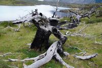 Verbrannter Baum vor Nordenskjöld-See 