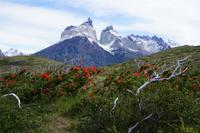 Notro, patagonischer Feuerstrauch vor Torres del Paine 