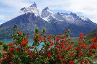 Notro vor Nordenskjöld-See und den Torres del Paine