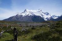 abgebranntes Ñirre-Wäldchen 