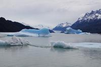 Grey Gletscher und abgekalbte Eisschollen