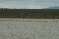 Flamingos 
